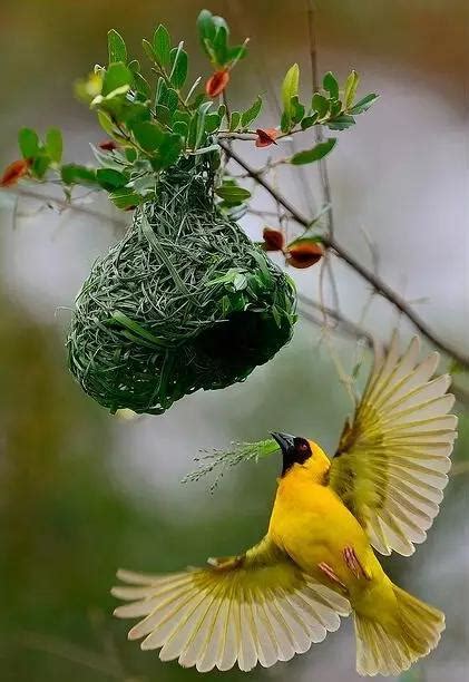 鳥兒築巢